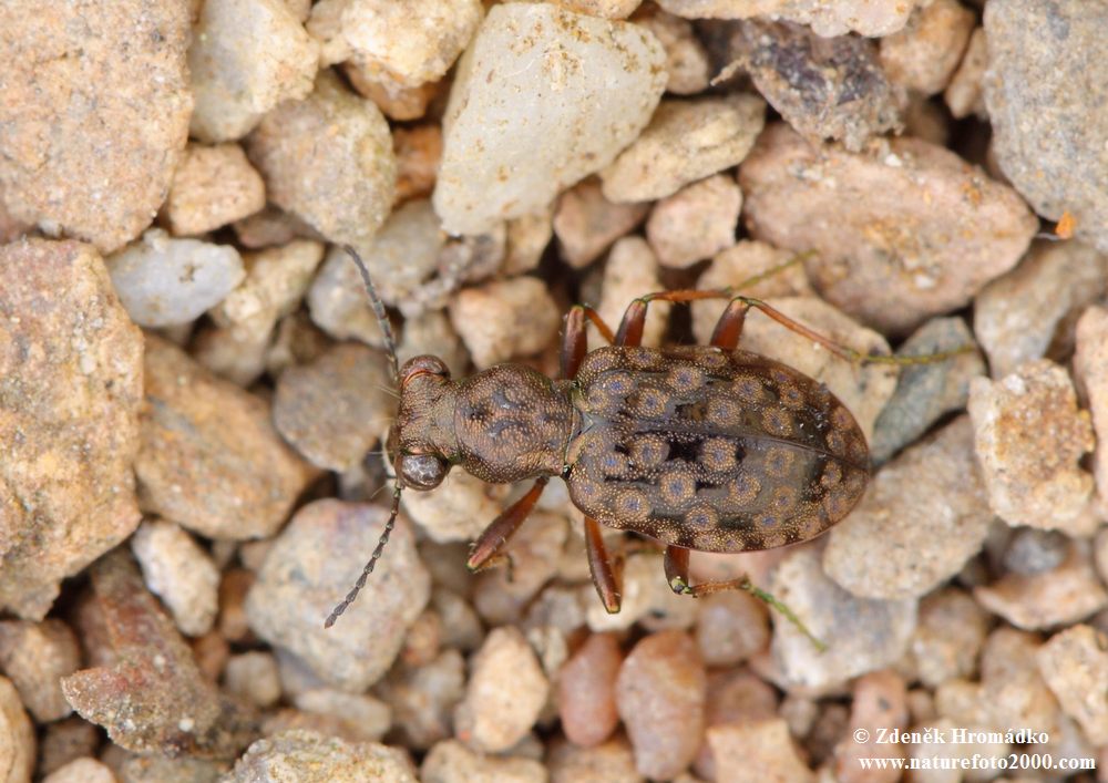 , Elaphrus aureus (Beetles, Coleoptera)